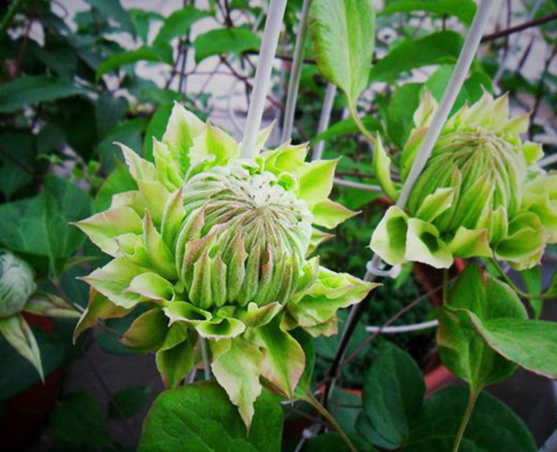 美登丽龙龙月季园艺铁线莲营养钵苗重绿色爬藤花卉时令草本花卉