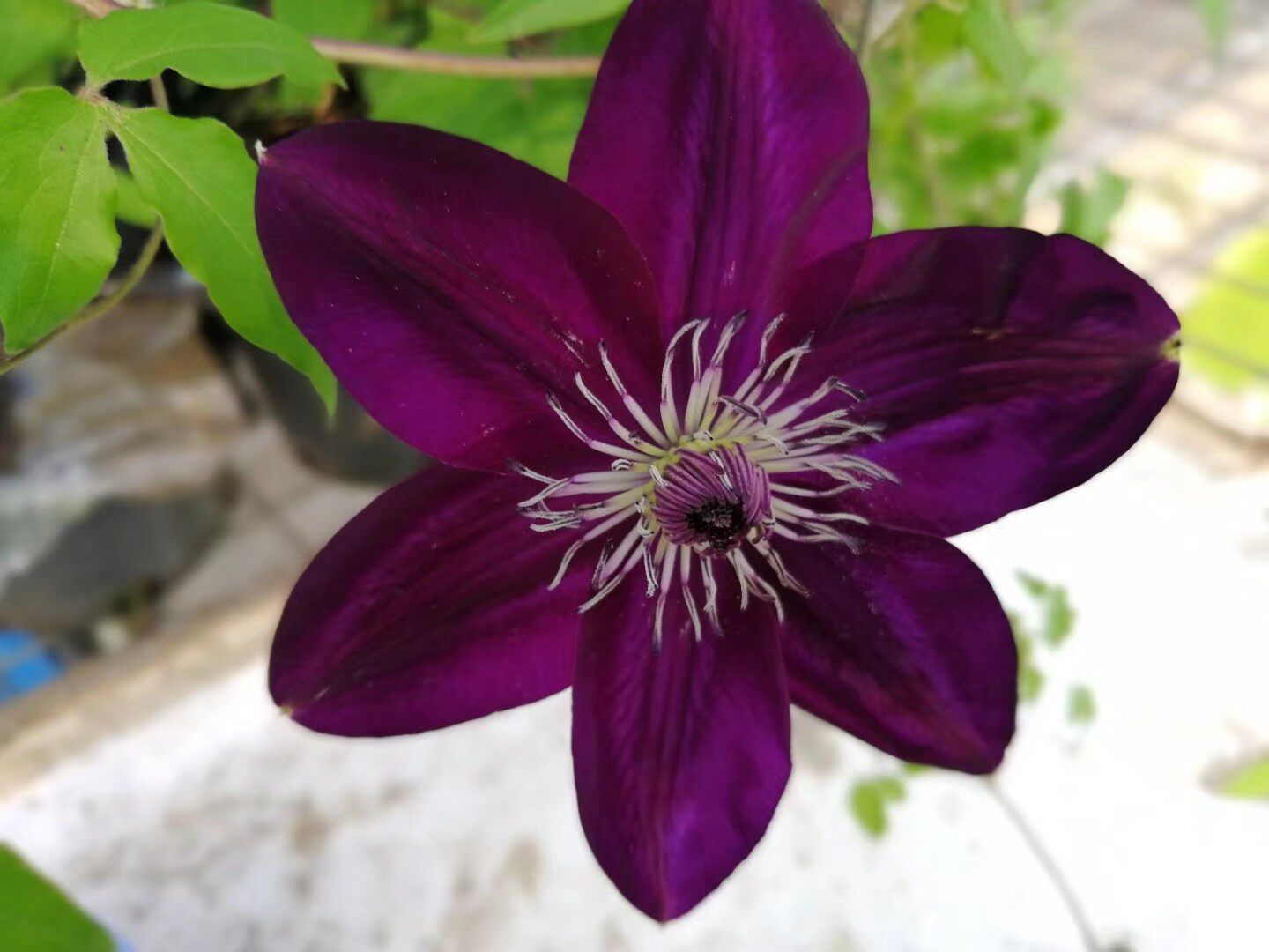 龙龙月季园艺令荒铁线莲新品营养钵苗绿植花卉时令草本花卉