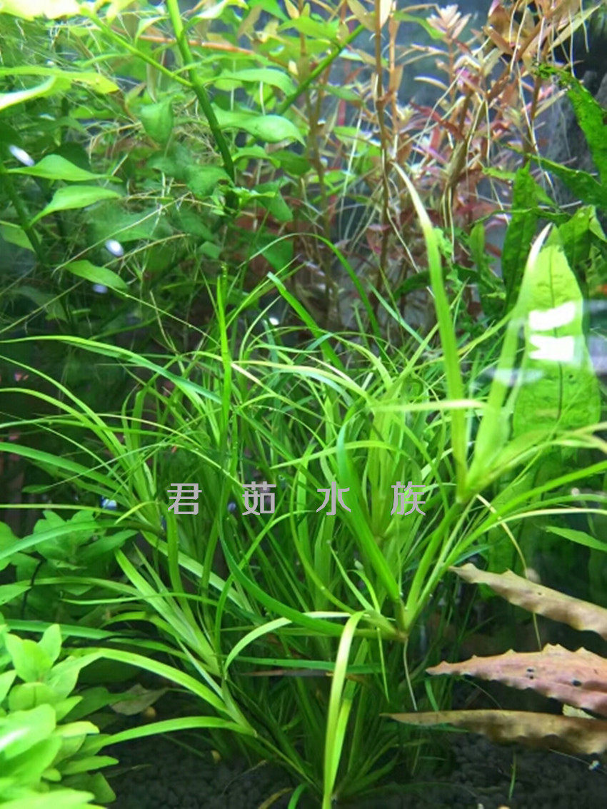 水草稀有赤焰灯芯风车箦藻活体鱼缸水族箱造景水草