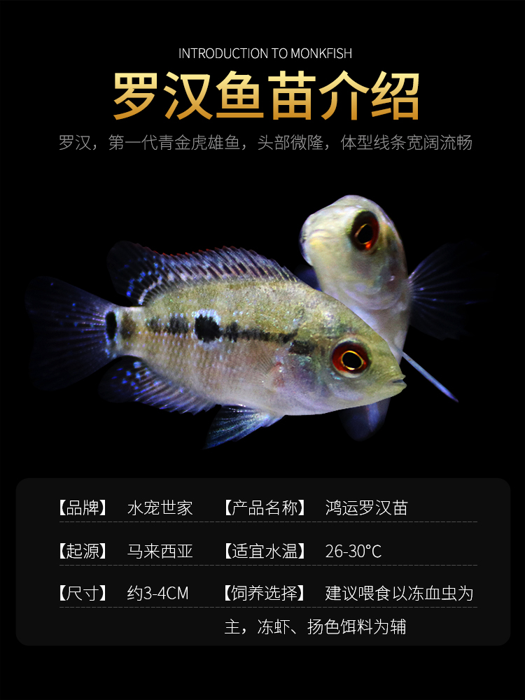 鸿运当头罗汉鱼苗活体亚成鱼起头观赏鱼泰国红马幻彩金花红德萨斯