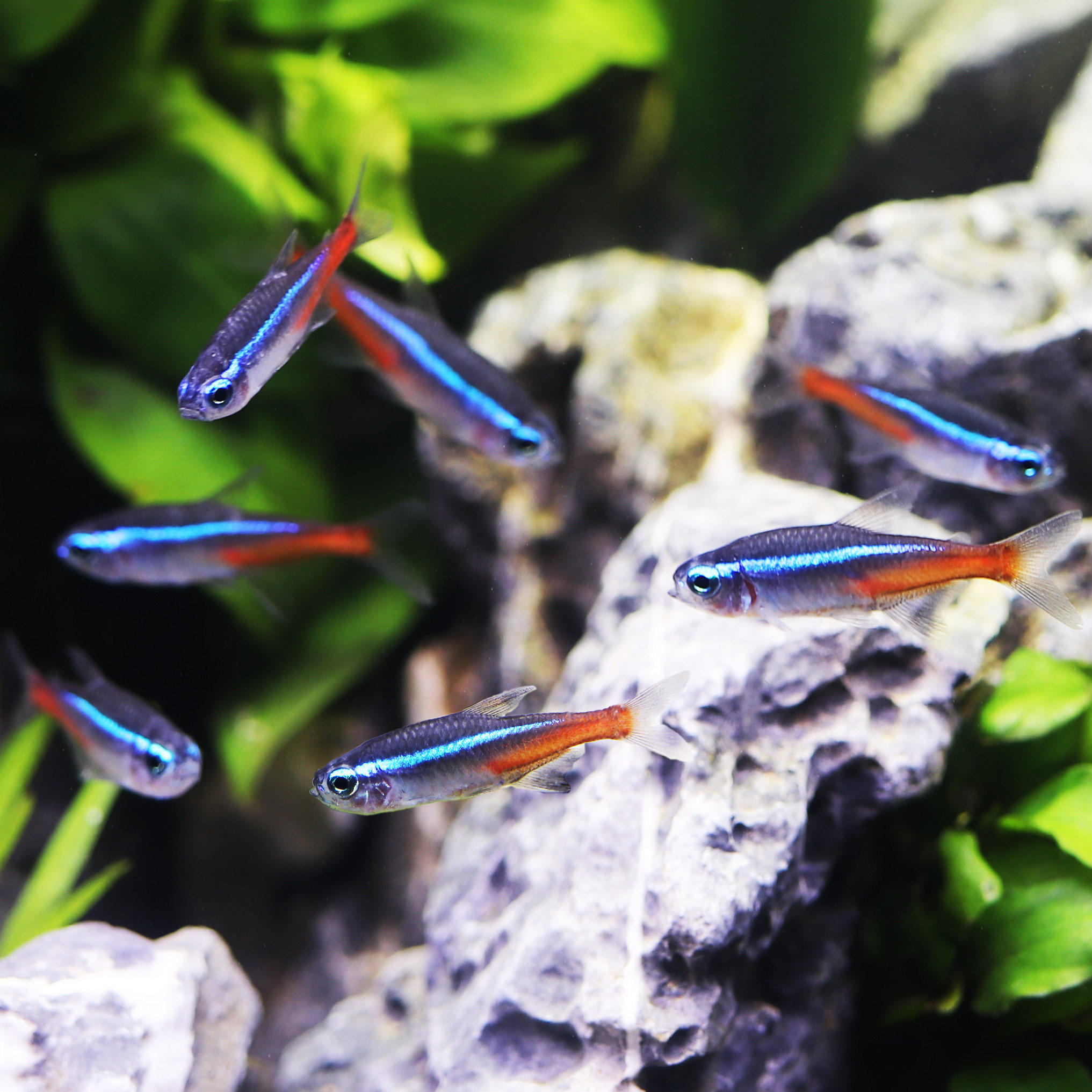 活体红绿灯小型灯科热带观赏鱼淡水鱼绿莲灯群游草缸鱼