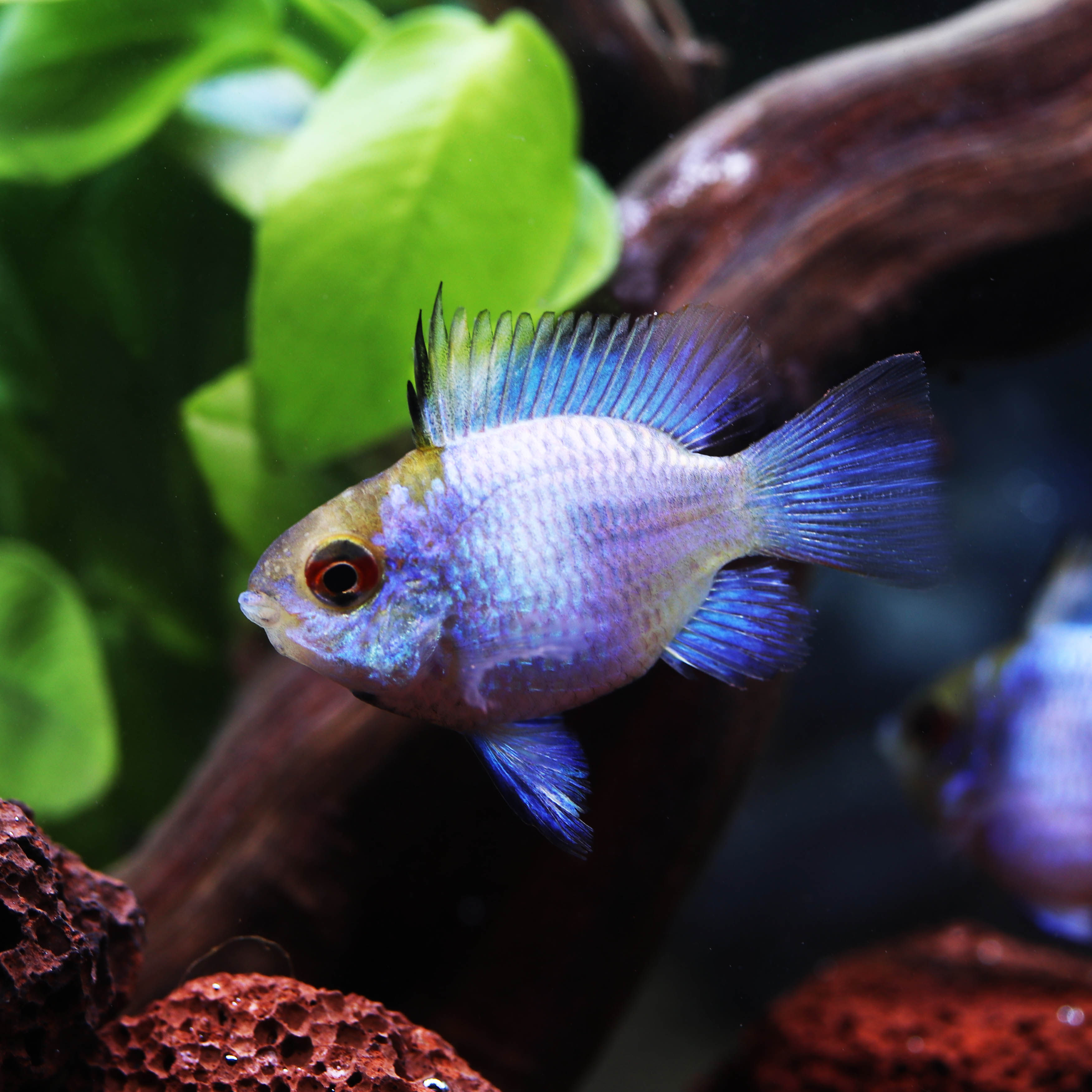 活体阿凡达蓝波荷兰宝蓝蓝凤凰球鱼草缸热带观赏鱼