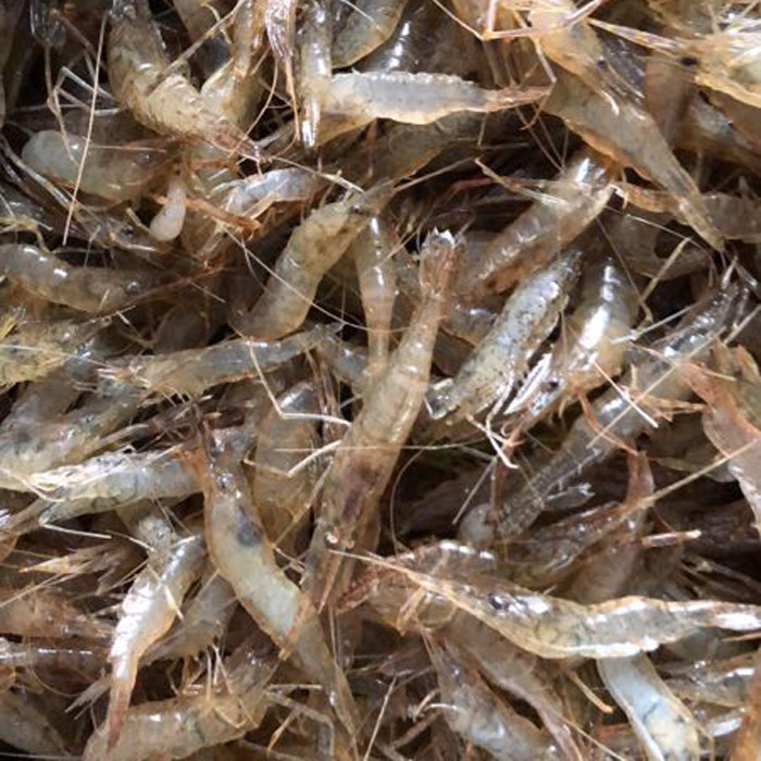 北京同城鲜活小河青虾沼虾新鲜活体食用水产活虾