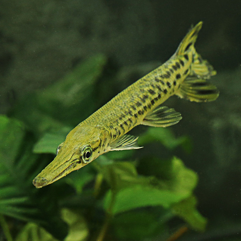 淡水鱼热带鱼观赏鱼大型鱼活体长嘴鳄尖嘴鳄福鳄大雀鳝鳄雀鳝凶猛