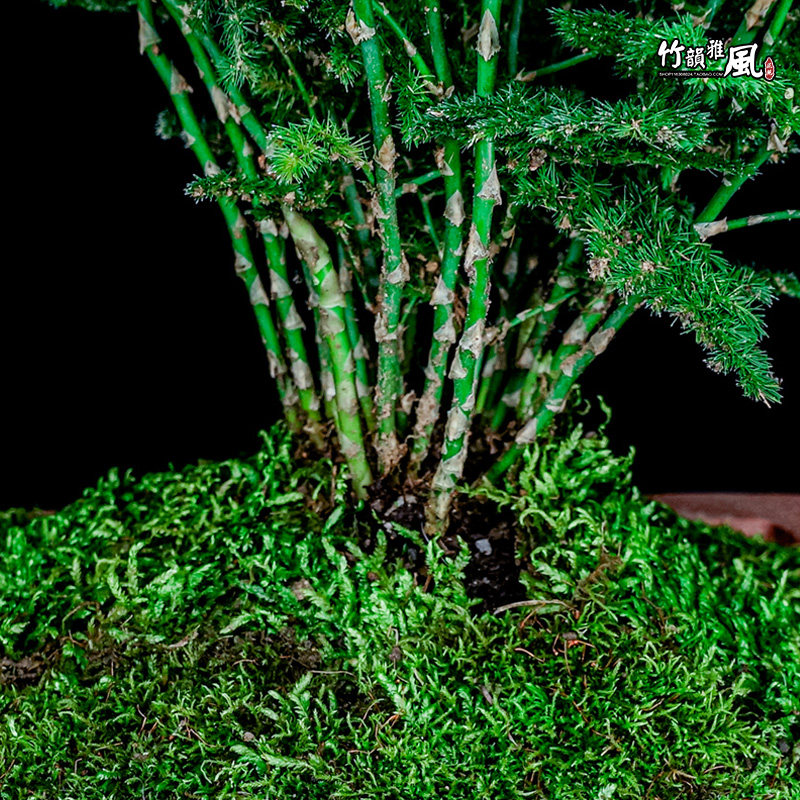 新品71号正宗云松竹云竹盆景矮生文竹观叶植物 搭4年超级尚品云竹