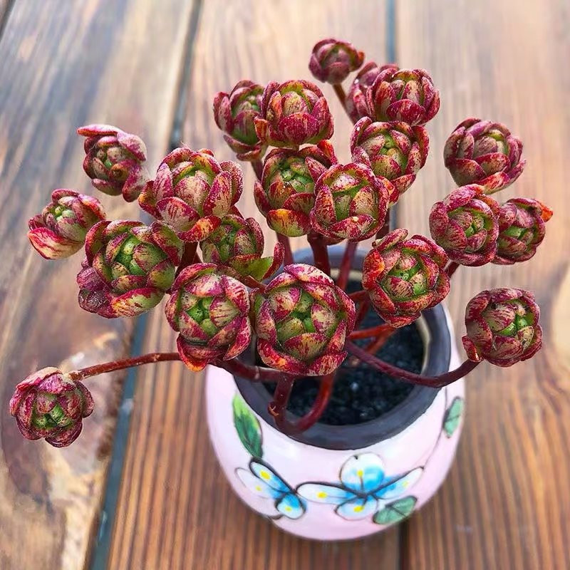 超大小狐狸玫瑰老桩多肉植物稀有品种办公桌美观多肉植物