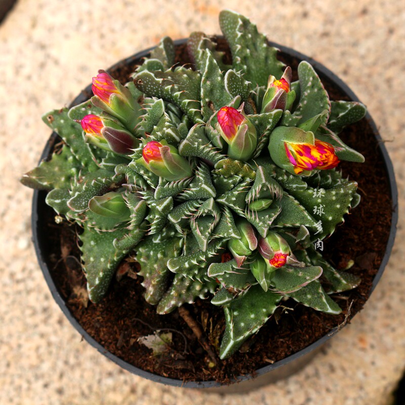 狂澜怒涛瘤子开花多肉植物稀有品种室内防辐射多肉植物