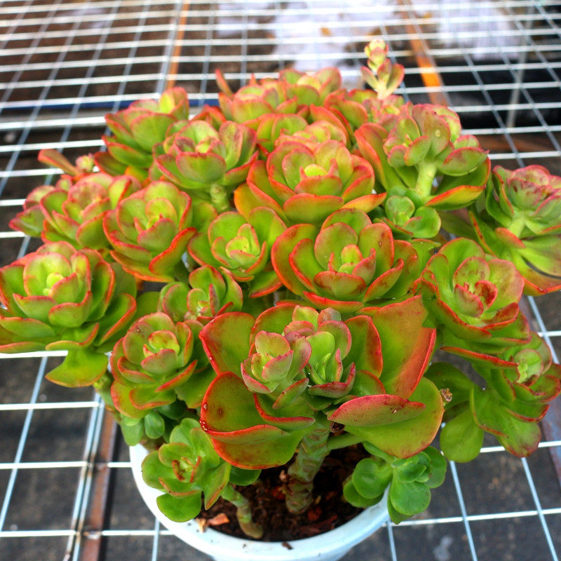 超大型红梅老桩景观多肉植物室内防辐射精品花卉多肉植物