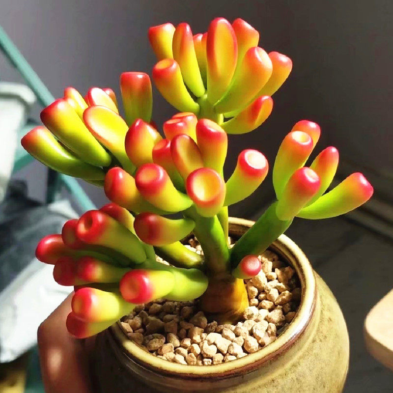 筒叶花月吸财树老桩多肉植物稀有品种室内阳台多肉植物