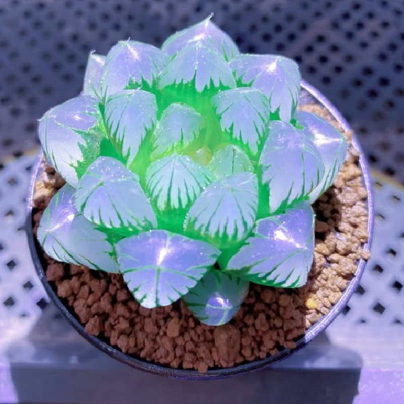 非常稀有高级精品多肉植物蓝镜无暇玉露室内多肉植物