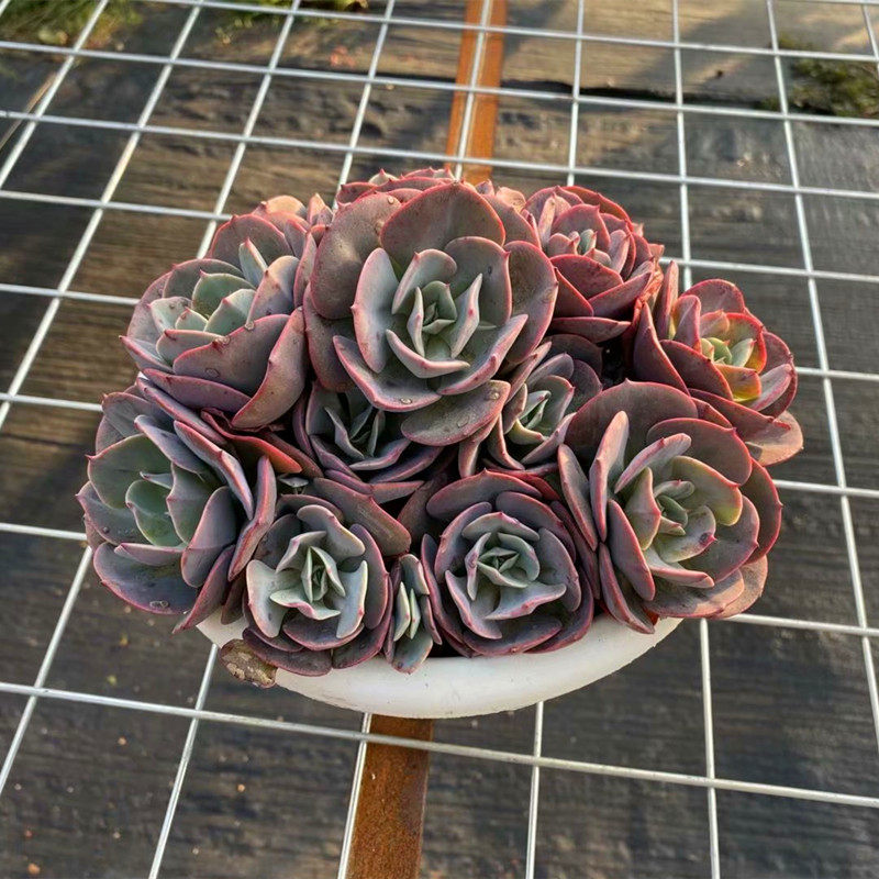 红粉台阁超大多头老桩稀有品种室内阳台防辐射多肉植物