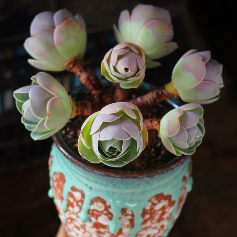 风铃山地玫瑰群生老桩多肉植物稀有品种精品多肉植物