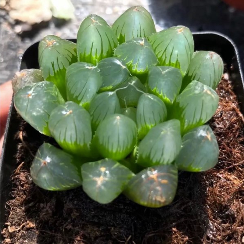 多肉植物十二稀有品种透窗玉露室内精品防辐射多肉植物