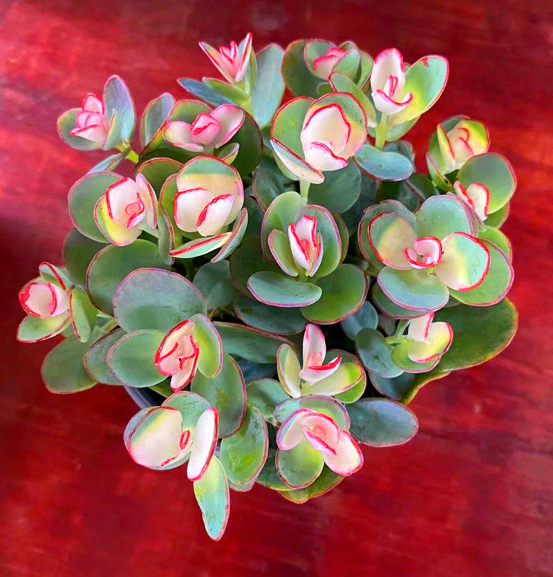 非常好云南花卉贝壳锦多植物办公室美观高级精品多肉植物