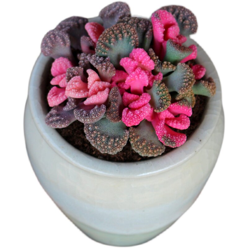 云南非常大颗粉色天女裳锦老桩多肉植物办公室多肉植物