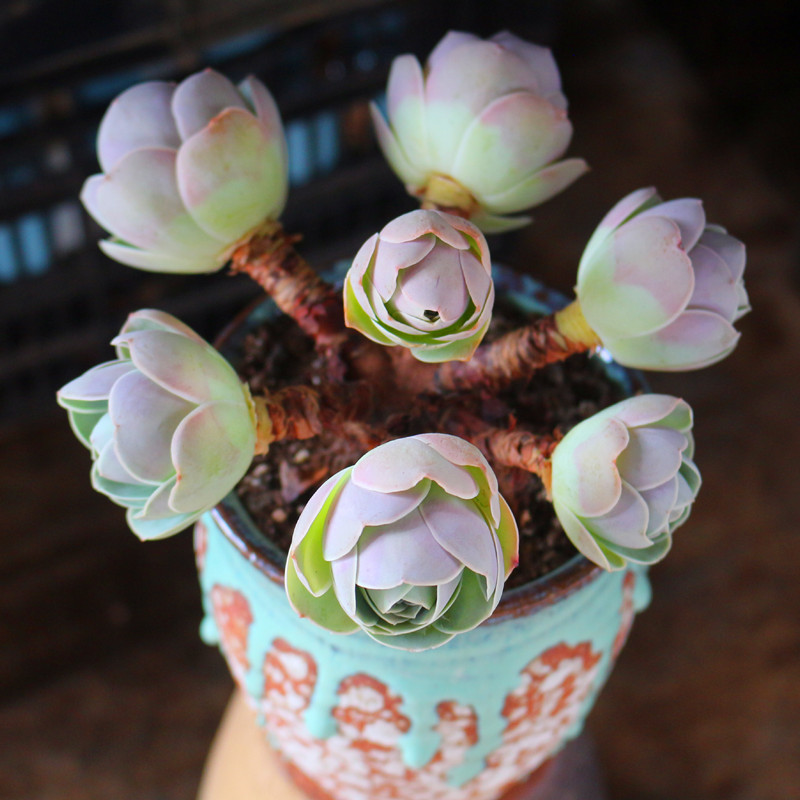 风铃山地玫瑰群生老桩多肉植物稀有品种精品多肉植物