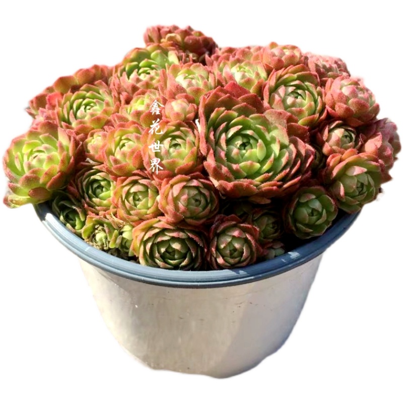 红颜瓦莲小野野玫瑰多肉植物稀有品种室内阳台多肉植物