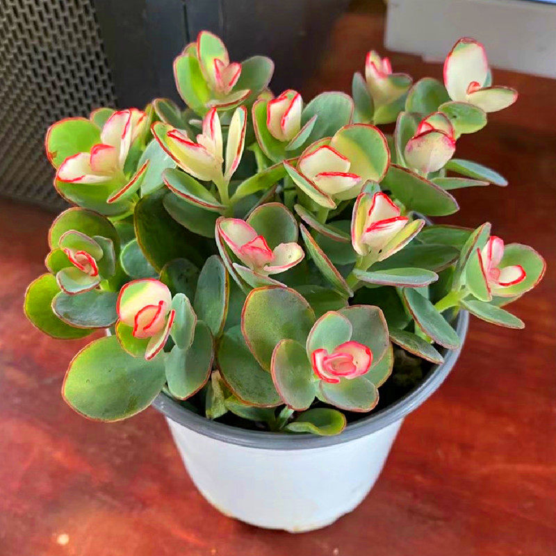 非常好云南花卉贝壳锦多植物办公室美观高级精品多肉植物