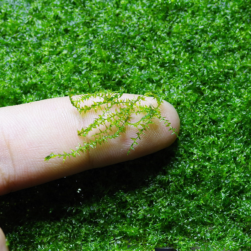 水草造景爪哇贴面趴地莫斯沉木莫丝增氧爬行水草