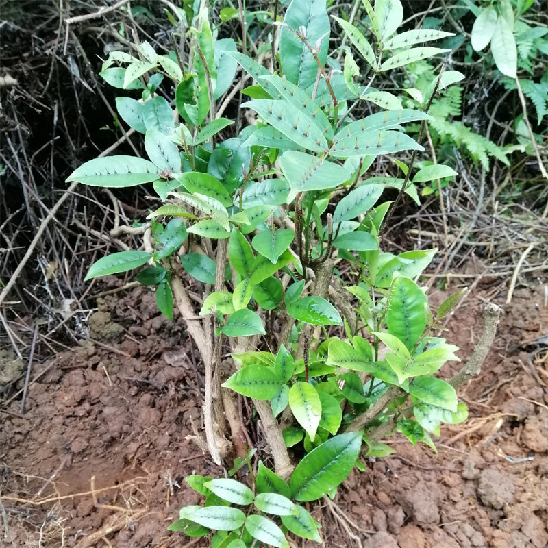 新鲜野生两面针新鲜采摘两面针中草药整珠全草两面针藤500克