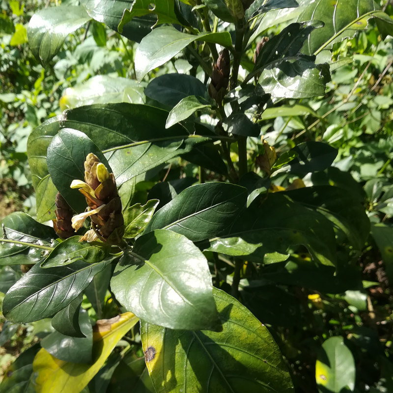 新鲜野生大驳骨草 龙头草 大骨风 大还魂 中草药材 包邮