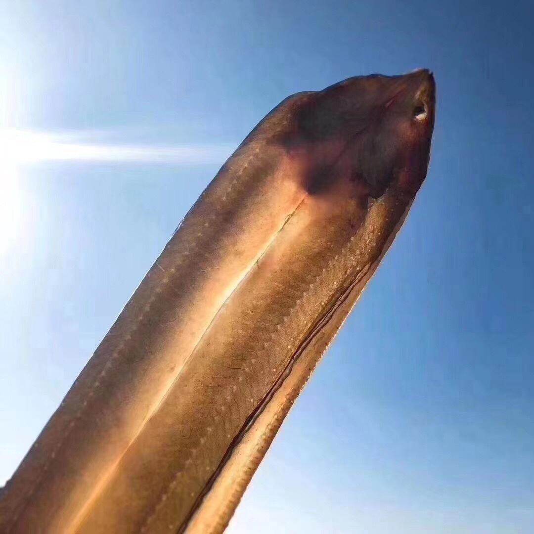 象山深海鳗鱼七星海鲜东海宁波野生山石油鳗鳗鱼