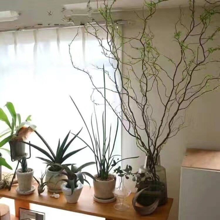 龙柳鲜枝水客厅插花落地桌摆植物易活观叶水培绿植时令草本花卉