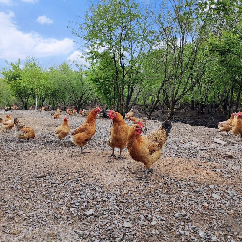 东北小笨农村养老母鸡土鸡煲汤溜达鸡肉活鸡整鸡