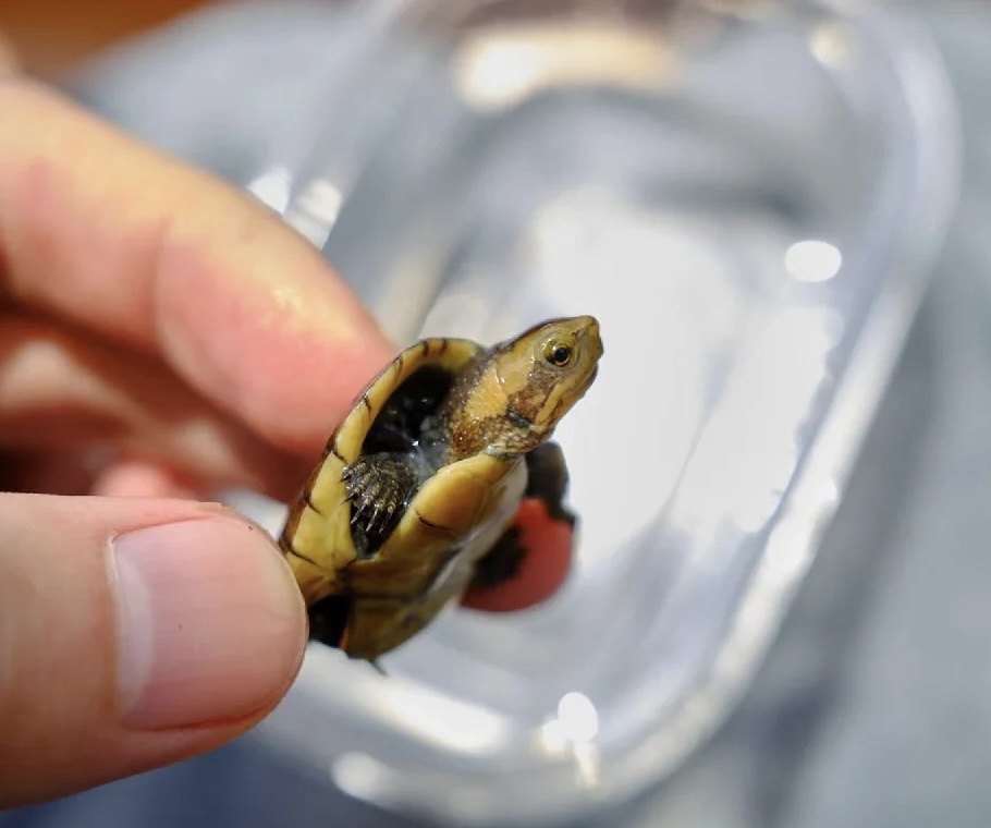 精品白唇龟泥龟南部白唇北部蛋龟深水观赏乌龟龟