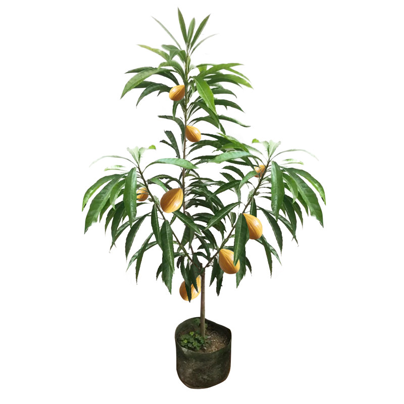 蛋黄果苗耀堂仙桃鸡蛋鸡蛋果果树盆栽地栽树苗果树