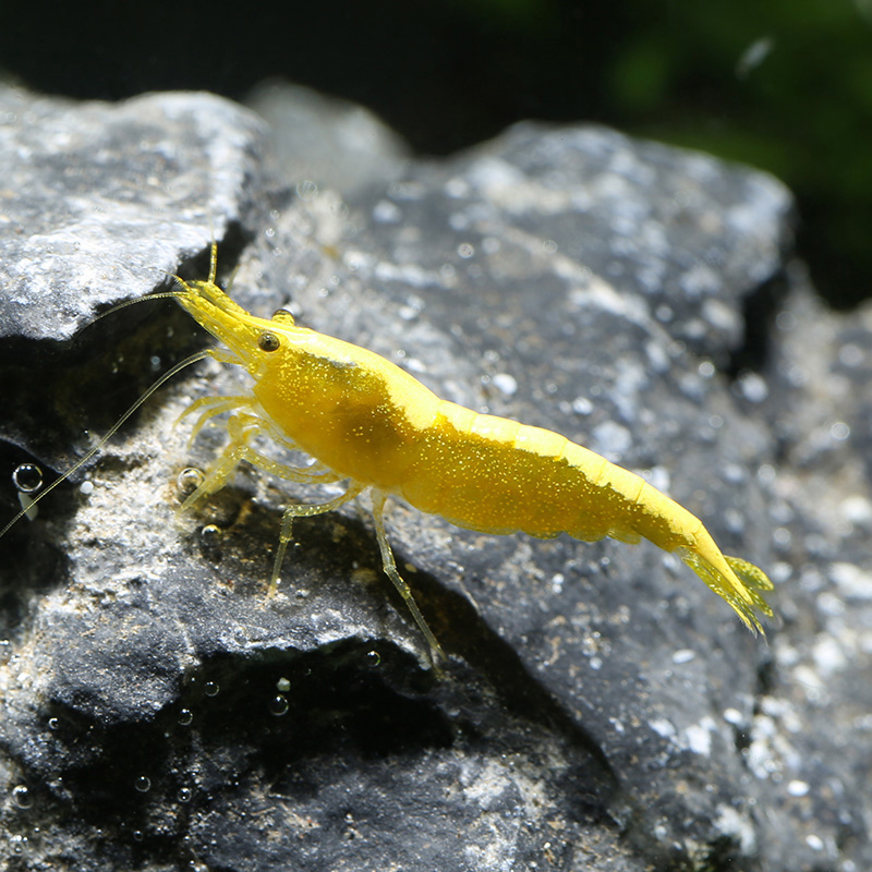 观赏黄金米活体藻虾虾草缸宠物黄米虾基因虾金金米虾