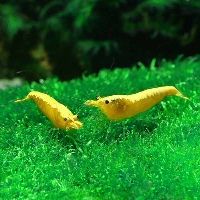 观赏黄金米活体藻虾虾草缸宠物黄米虾基因虾金金米虾