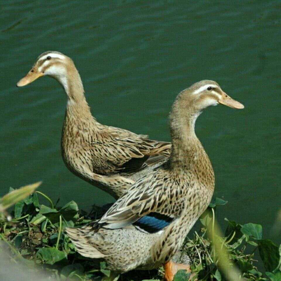 鸭子三年年老农家麻鸭现杀笨鸭煲汤微山湖顺丰鸭肉