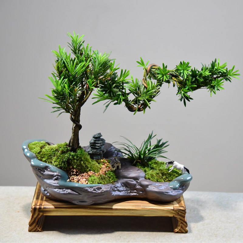 罗汉松绿植中式常青四季桌面办公桌办公室内好养绿植