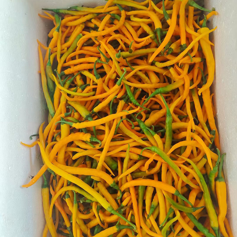 黄贡椒黄辣子辣子湖南特色烹饪黄剁椒酱黄辣椒3斤其它