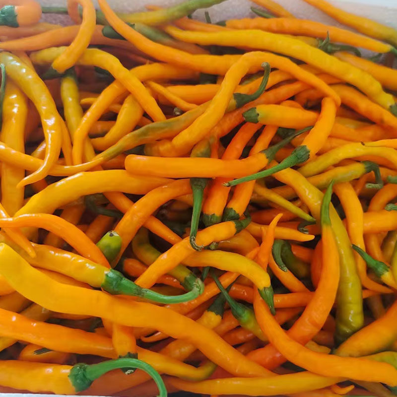 黄贡椒黄辣子辣子湖南特色烹饪黄剁椒酱黄辣椒3斤其它