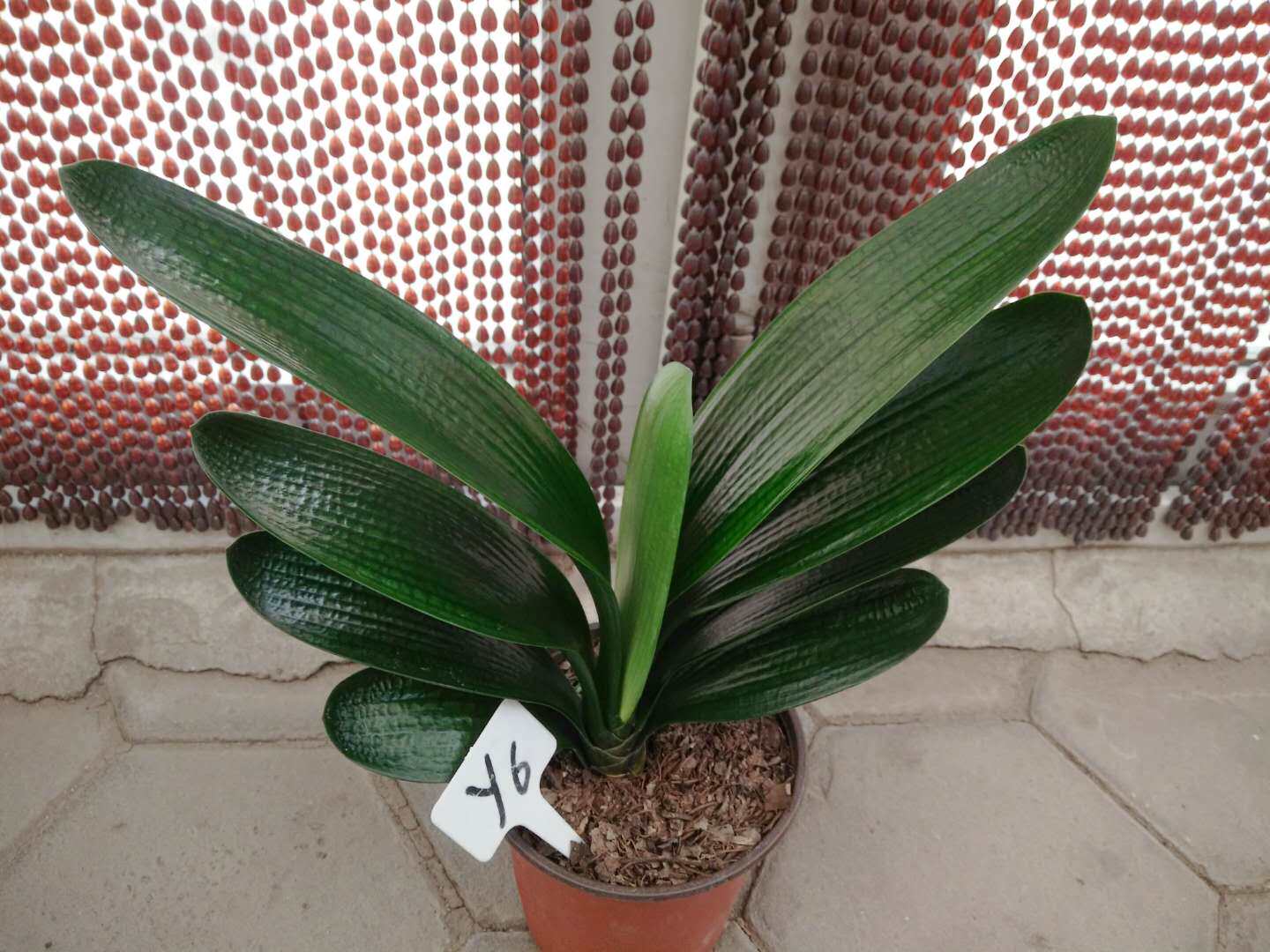 精品君子兰盆栽短叶油匠花苗室内花卉植物办公室绿植