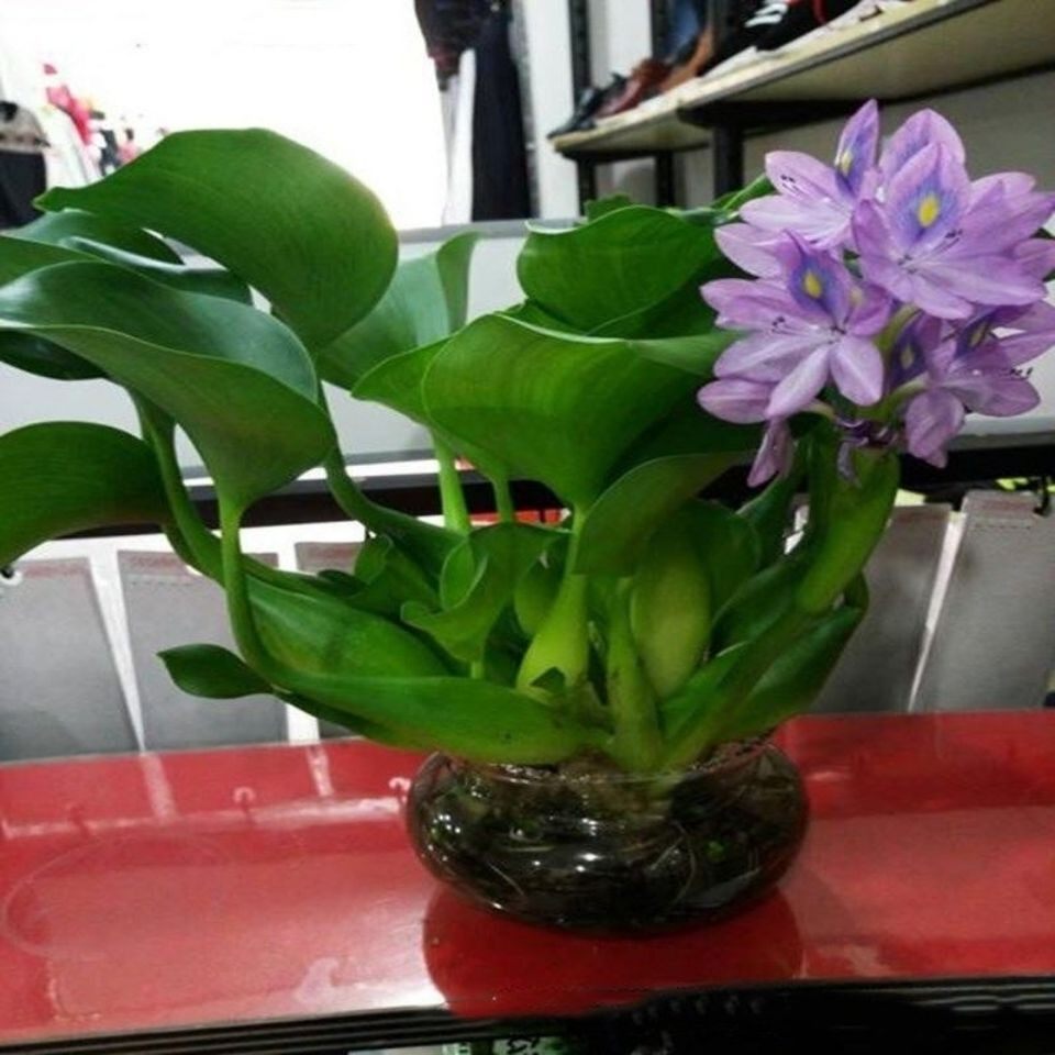 水草新款盆景水葫芦水芙蓉鱼缸池塘花盆鱼食花苗创意迷你植物