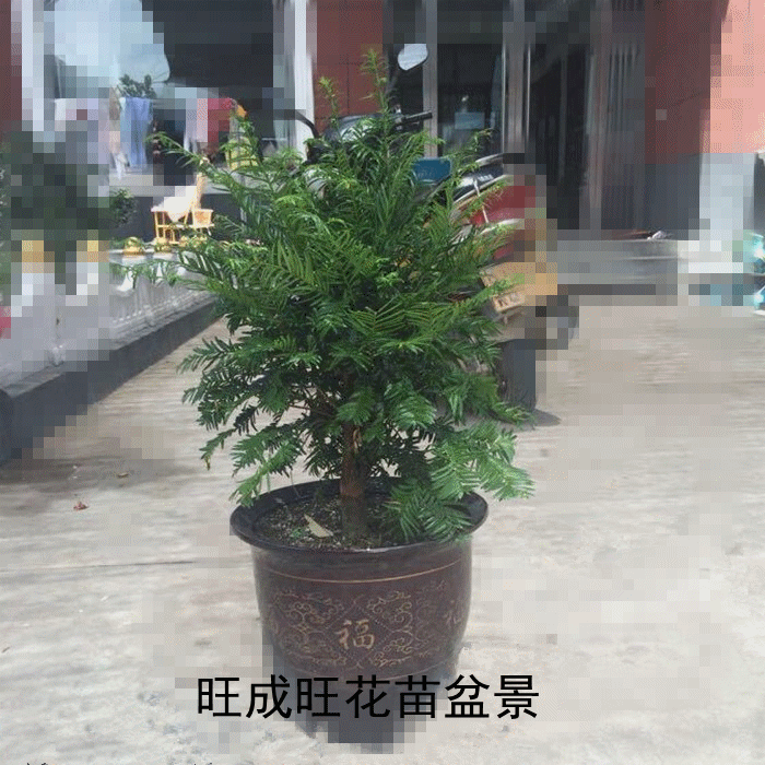 盆景 盆栽 植物 700_700 gif 动态图 动图