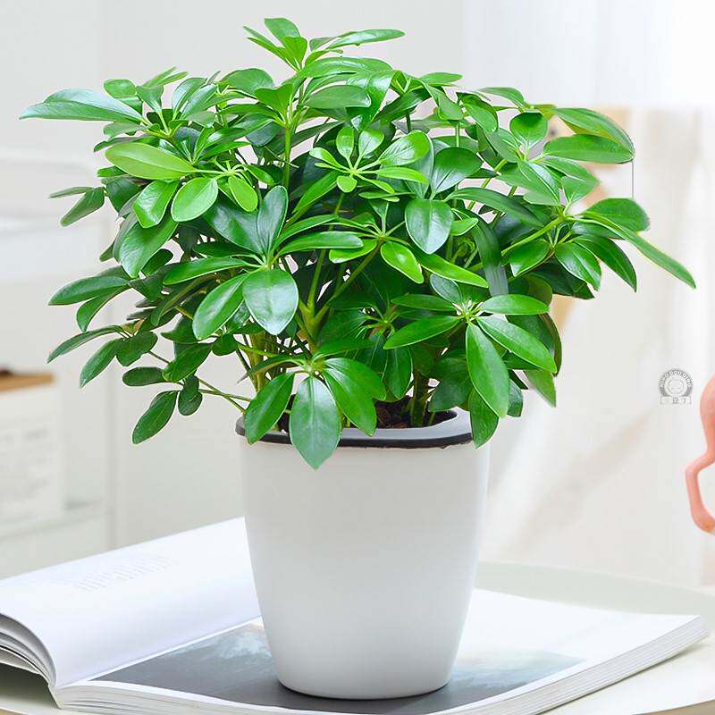 适合放在卧室绿植甲醛七叶莲水培盆栽招财树植物绿植