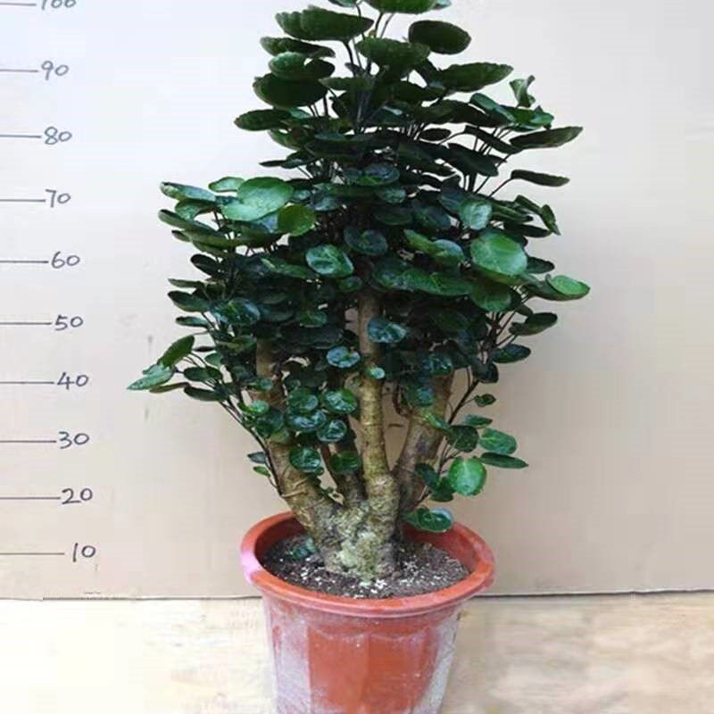 金钱钱树盆栽铜福禄圆叶木金绿植花卉植物绿植