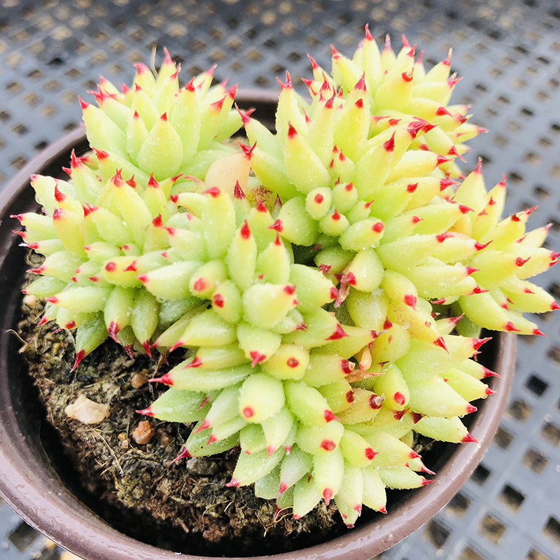 芝麻虎鲸9cm多肉植物控养3年果冻色老品种多肉植物