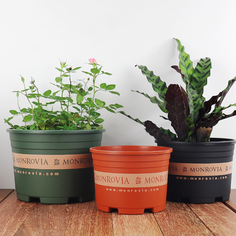 环球新款矮胖浅型加仑室外阳台圆口大口径养花花盆