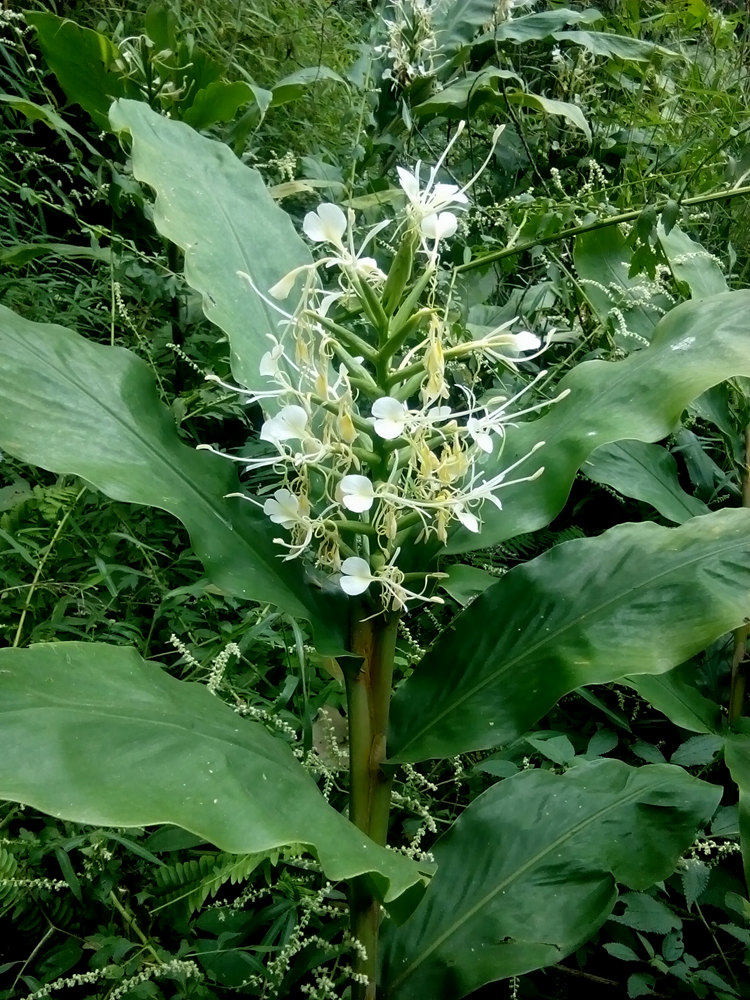 广西植物大型庭院楼顶阳台室内山姜花卉原生观绿植