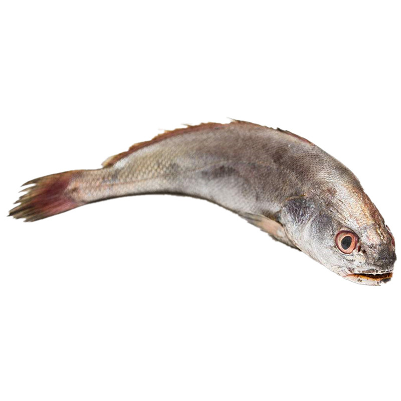 舟山米鱼非养殖东海水产新鲜大鮸鱼宝宝辅食2斤装23条产地直发