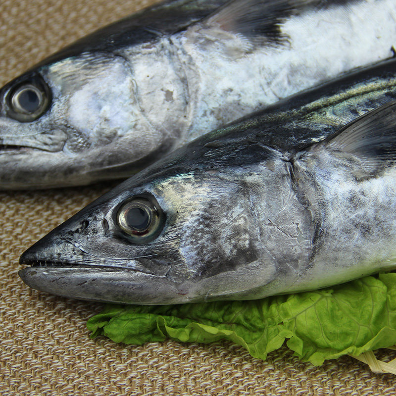 东海马鲛鱼新鲜舟山深海鲜水产鲅鱼蓝点马鲛川乌4斤装非养殖