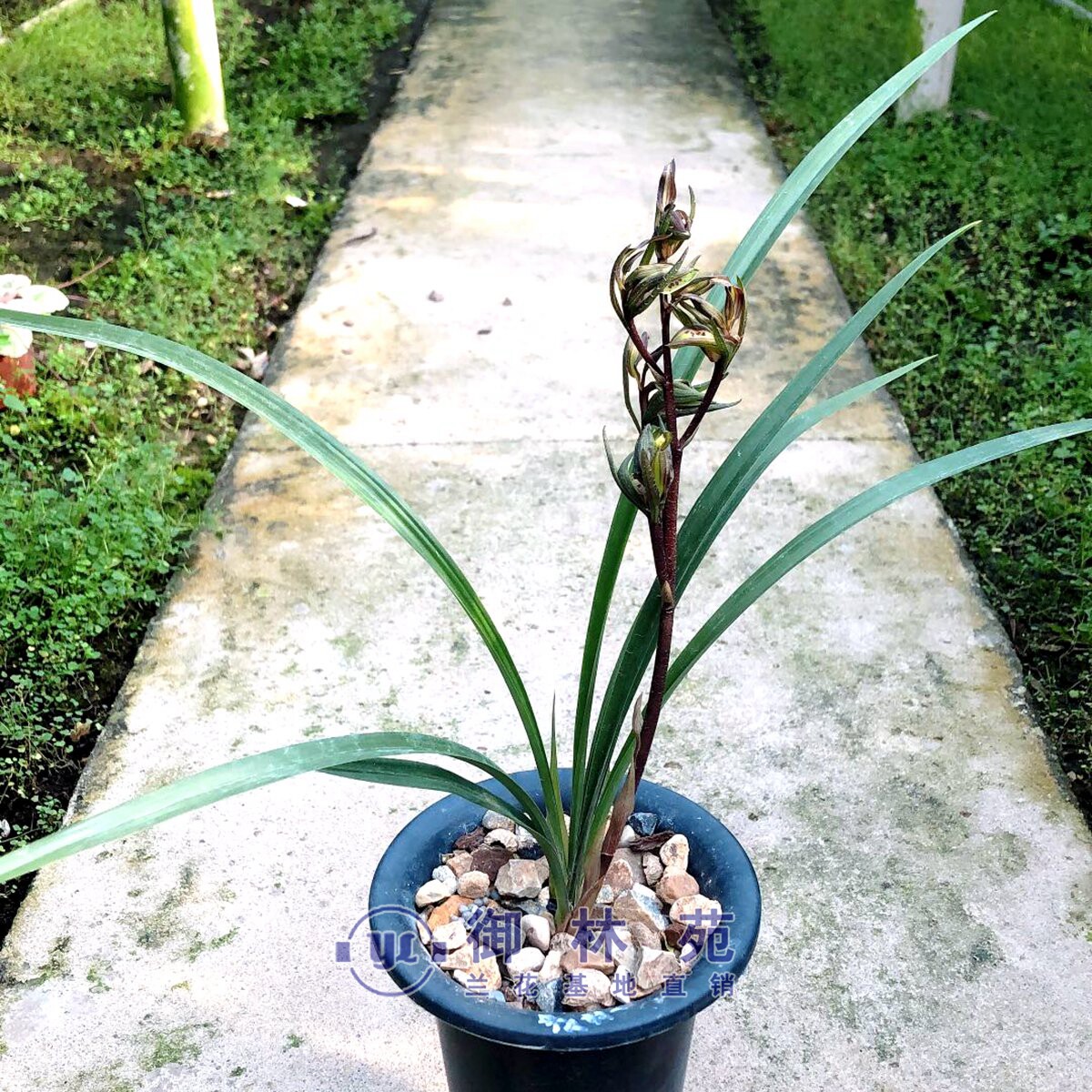 寒兰桂林牡丹丹兰花苗高档花卉植物盆栽花期时令草本花卉