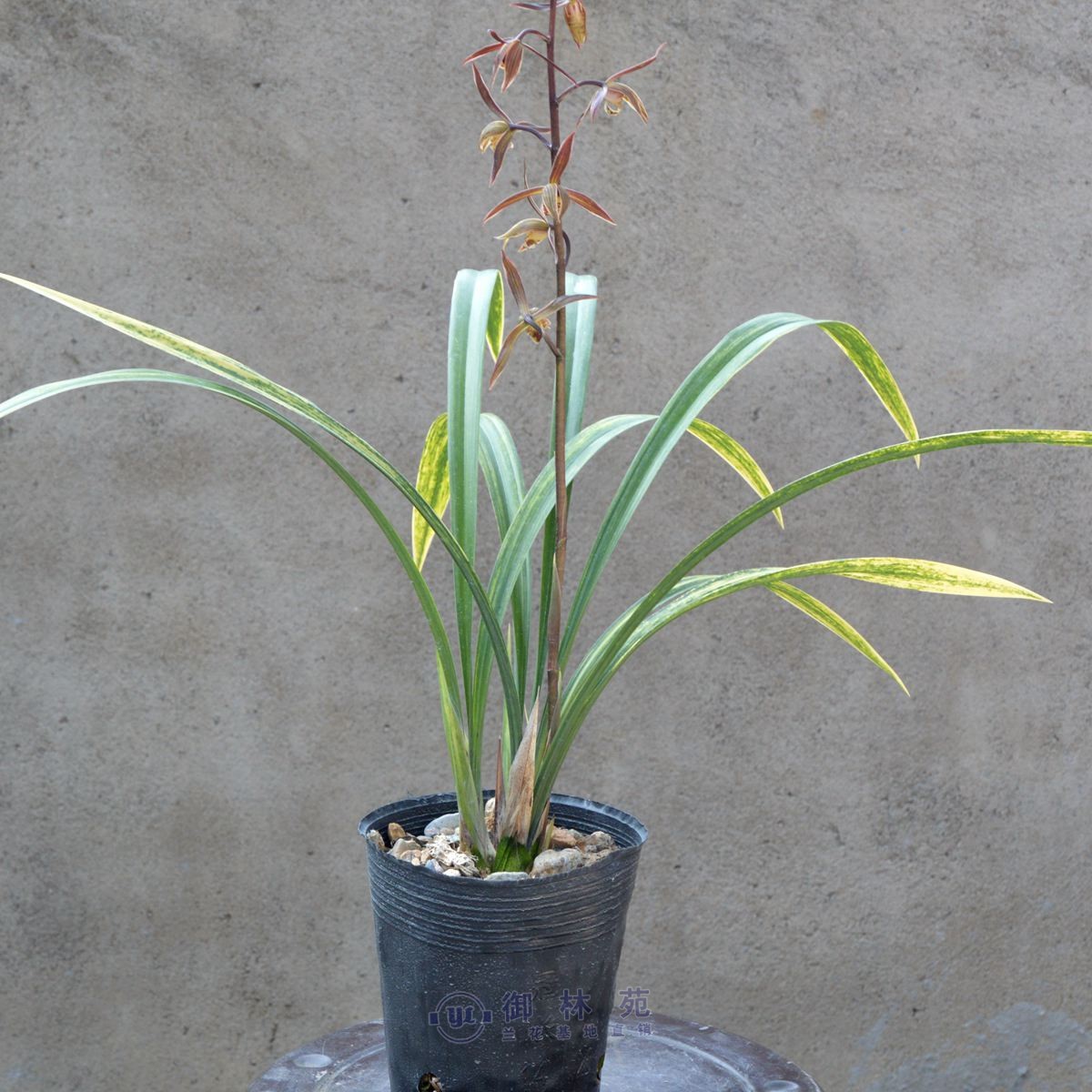 墨兰盆栽浓香正品包邮花苞花期植物兰大花卉时令草本花卉