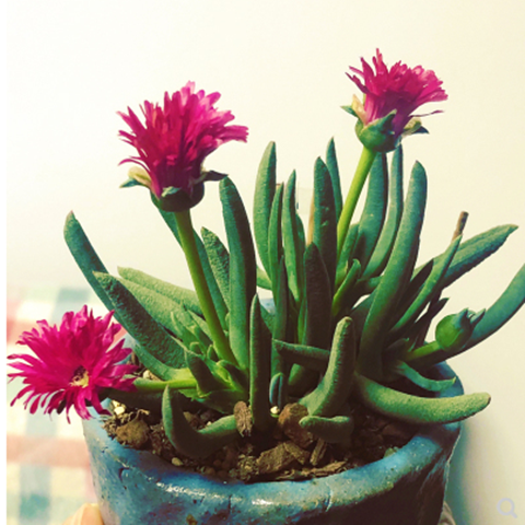 植物盆栽多肉奔龙花卉肉肉办公办公室室内绿植多肉植物