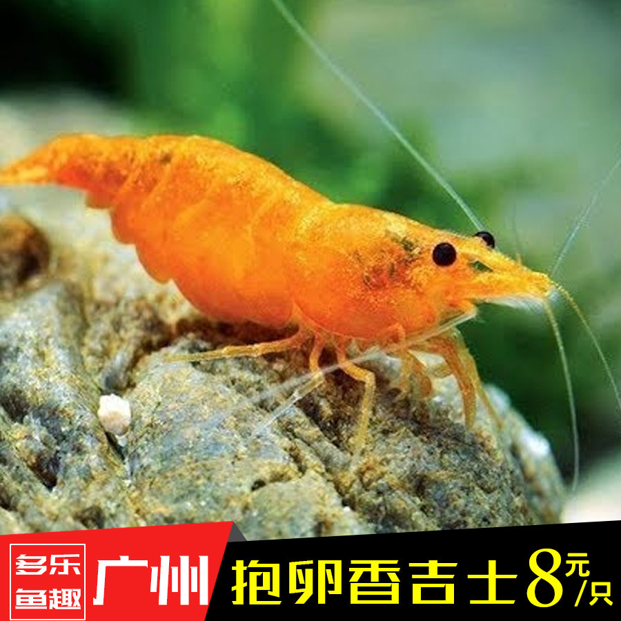 极火虾 抱卵极火虾 除藻虾 观赏虾 活体 买10送2 烤漆樱花黑壳